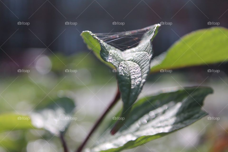 Autumn Morning Web