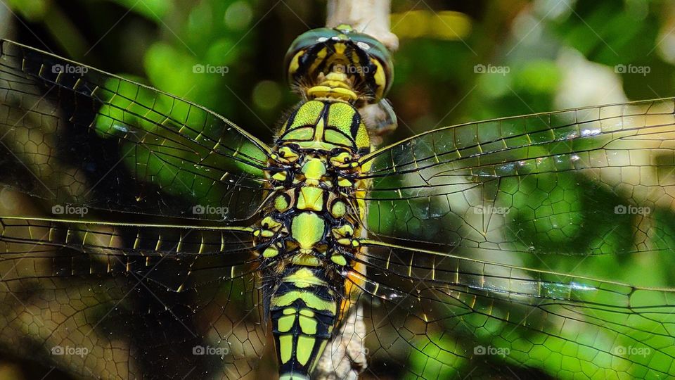 beautiful green dragonfly back look's like a supercar machine