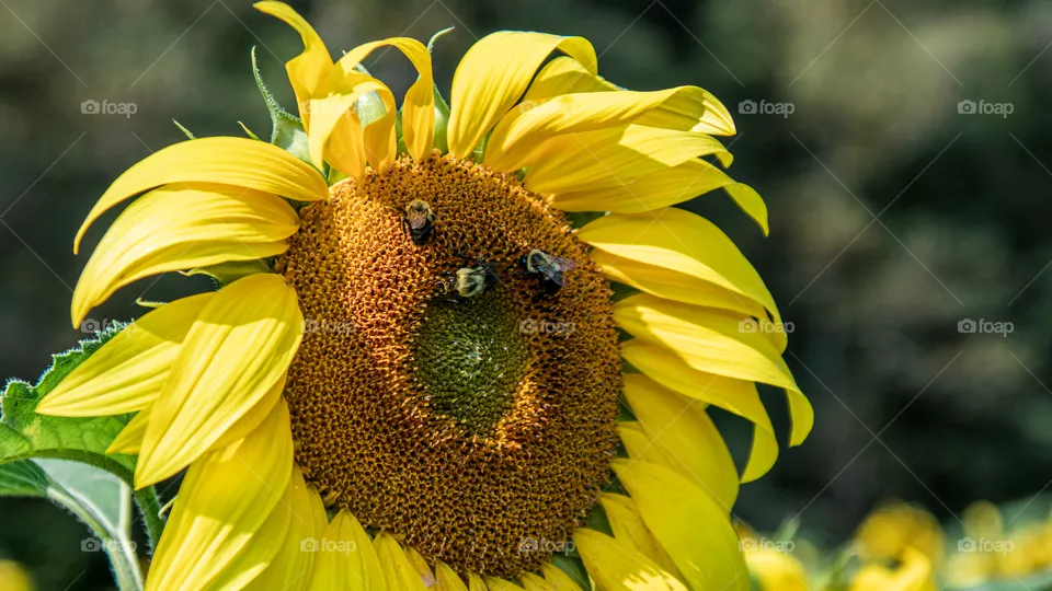 Bees gathering pollen on a sunflower