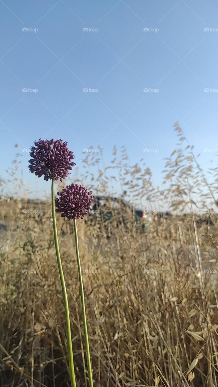 Violet color flower in the middle of nature splendor