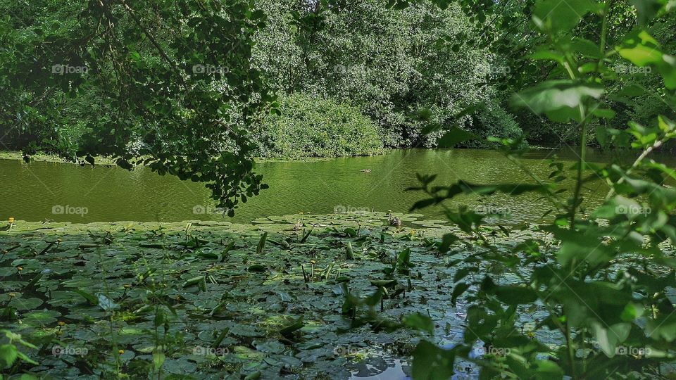 Lake. Lily pond