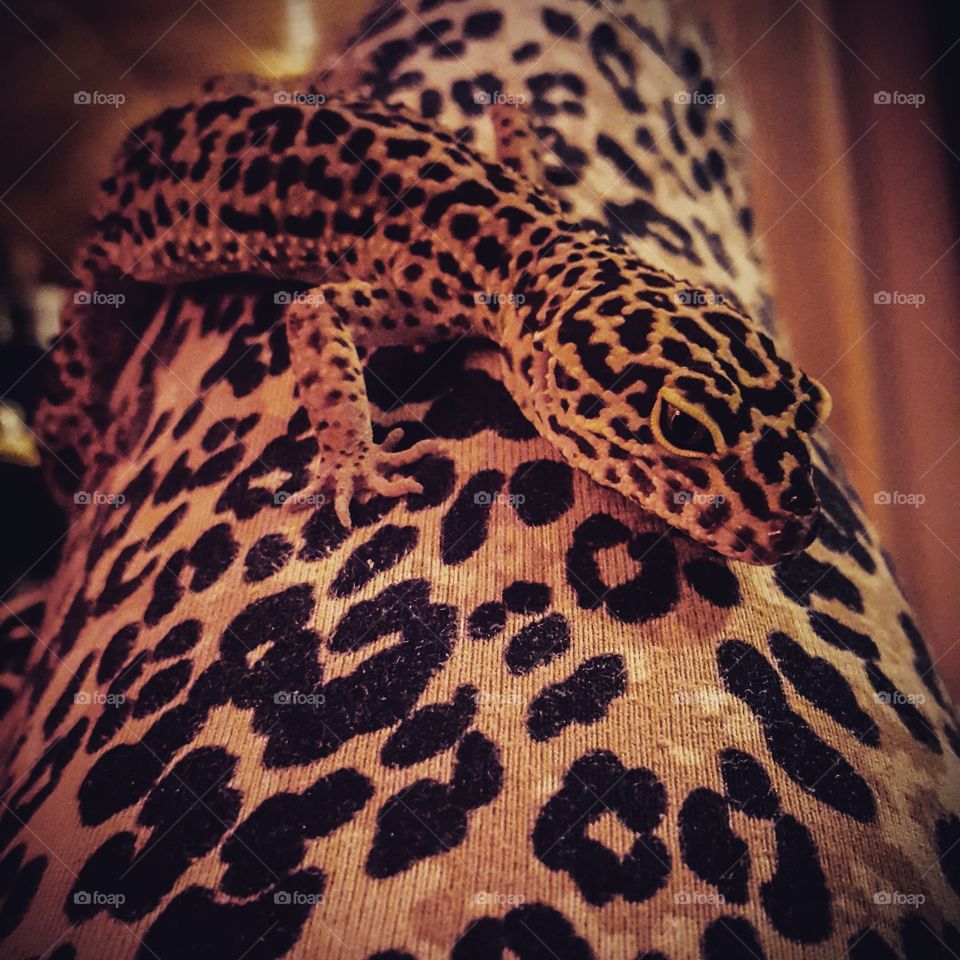 Leopard Printa