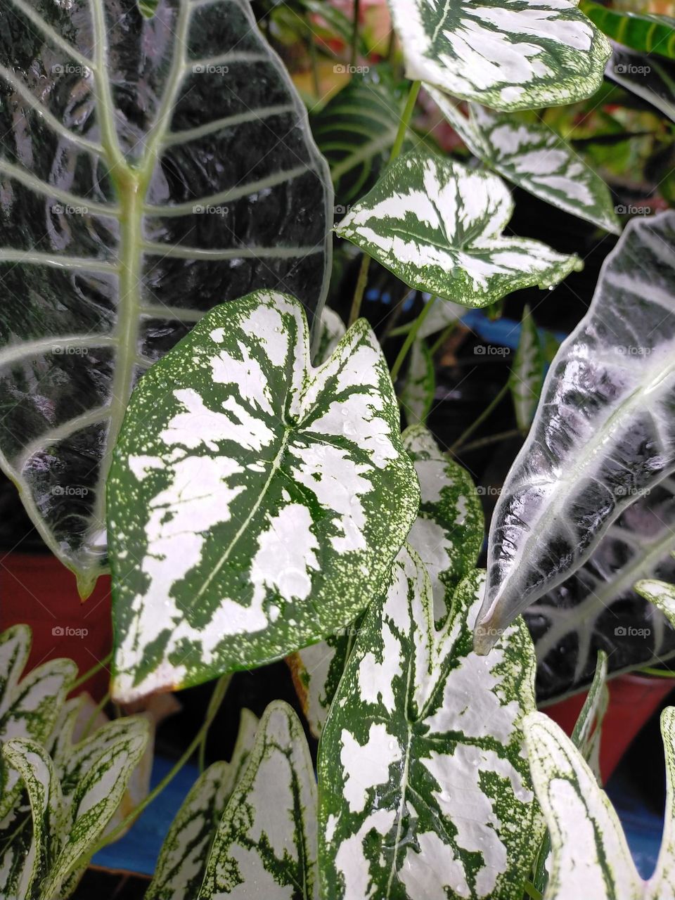 ornamental plants, blended well and perfectly covered