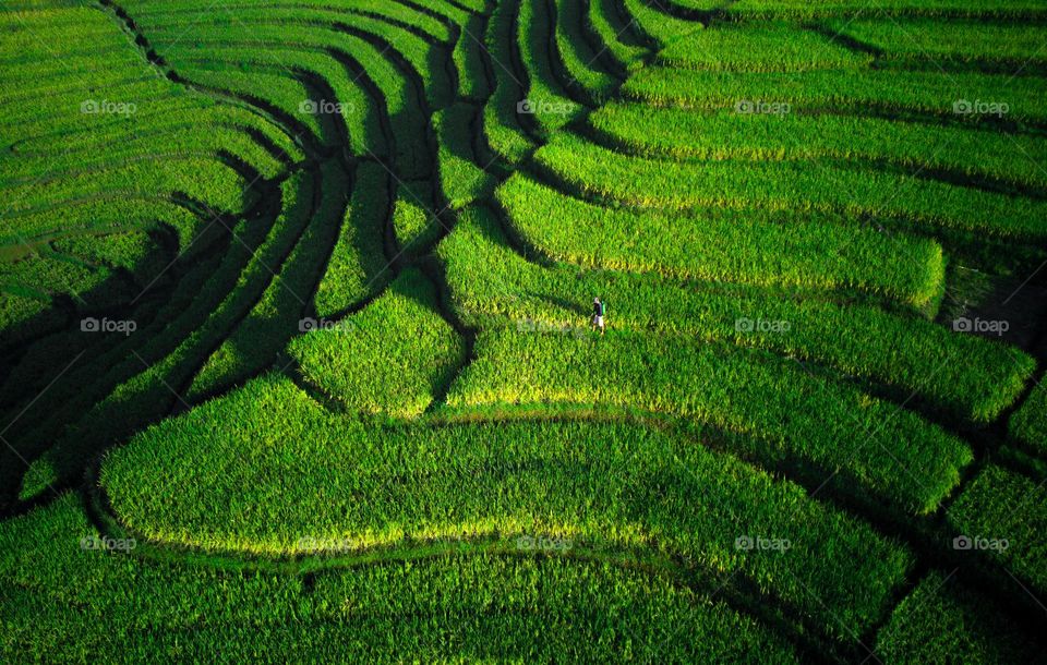 Farmer in green rice fields