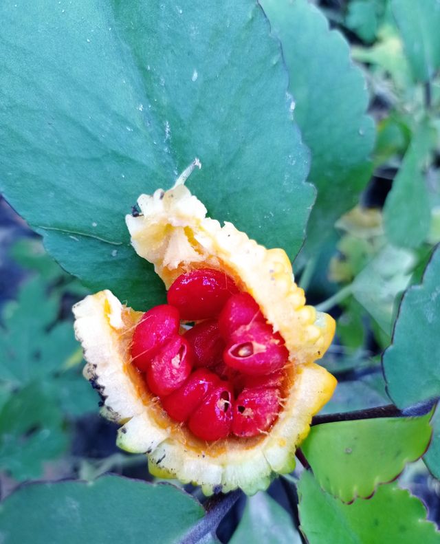 Pare fruit ,, split, uh it turns out the seeds are red huh ...