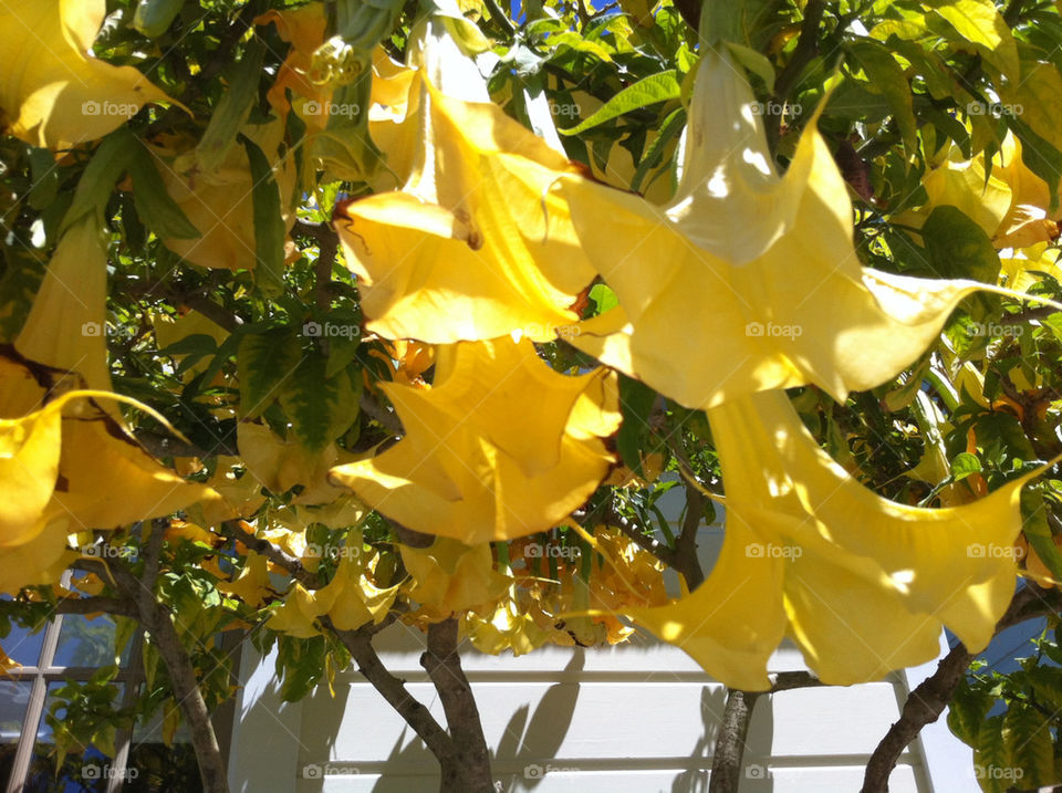 flowers photography california vine by wiggygirl