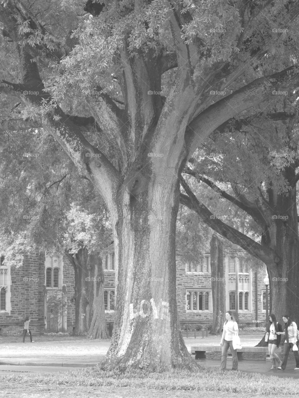 Close-up of tree trunk