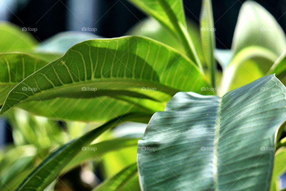 Leaf, Flora, Growth, Nature, No Person