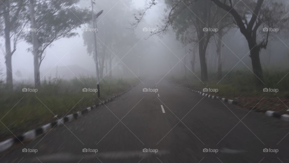 Fog, Road, Mist, Landscape, Tree