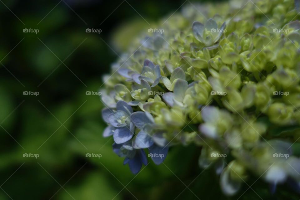 Hydrangea