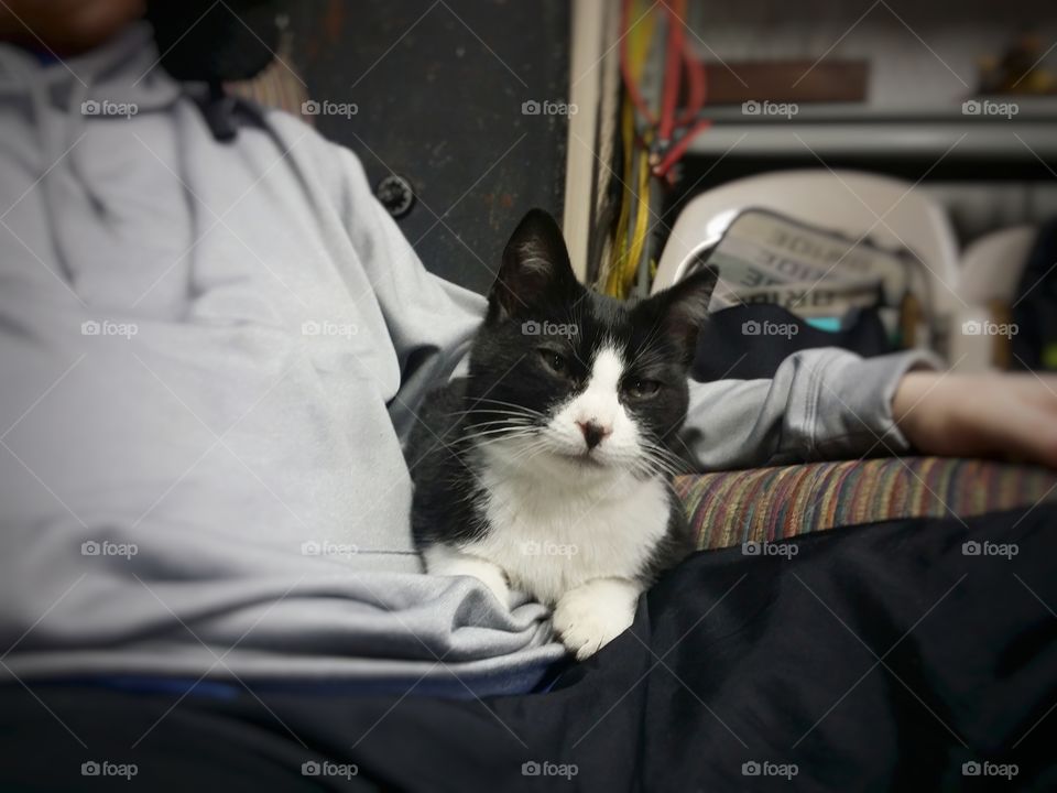 Black and White Kitten in a Man's Lap