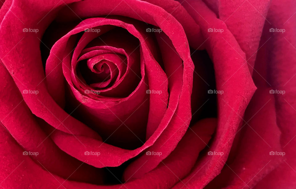 blooming red rose always look interesting, don't you think so?