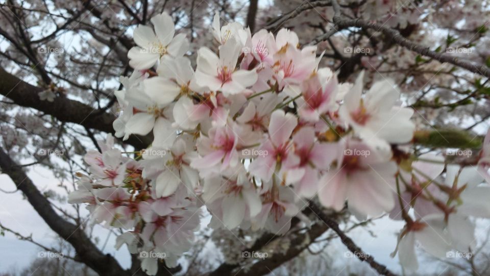 cherry blossom explosion