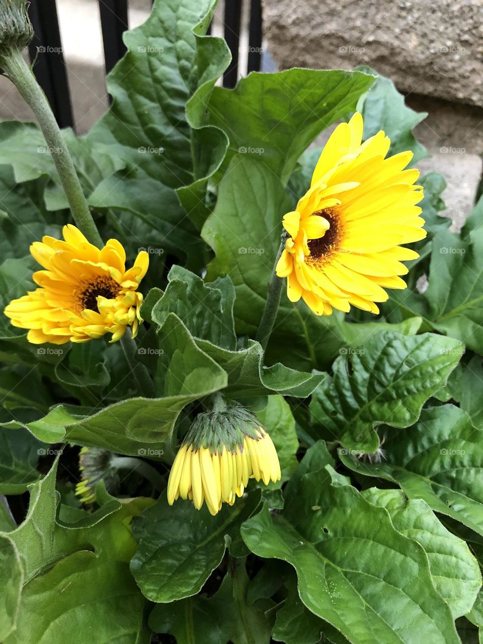 Yellow daisy flowers life cycle bud blooming petals leaves foliage suburb neighborhood backyard landscaping container gardening patio plants happy glimmer color relaxation