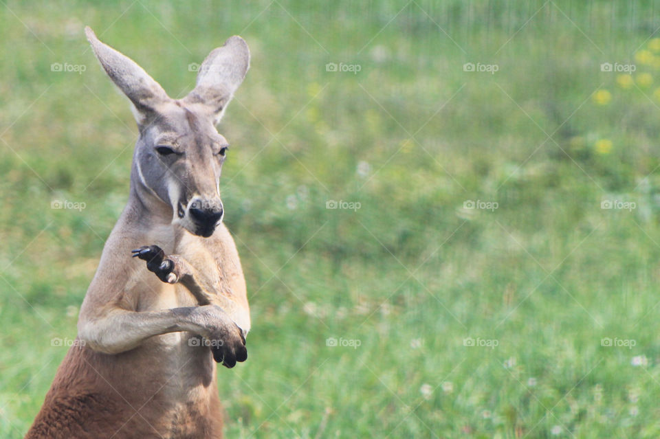 Rule of thirds & space: This young kangaroo is perusing the crowds of people milling about his paddock. He was distractedly scratching his elbow and seemed annoyed at the interruption to his peaceful Sunday afternoon.
