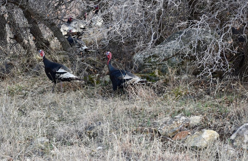 Wild Turkeys