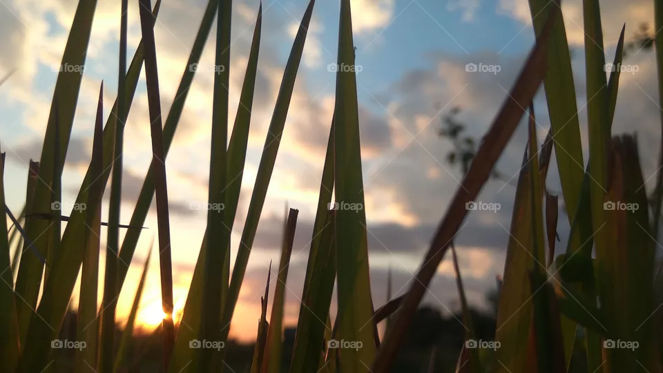 grass