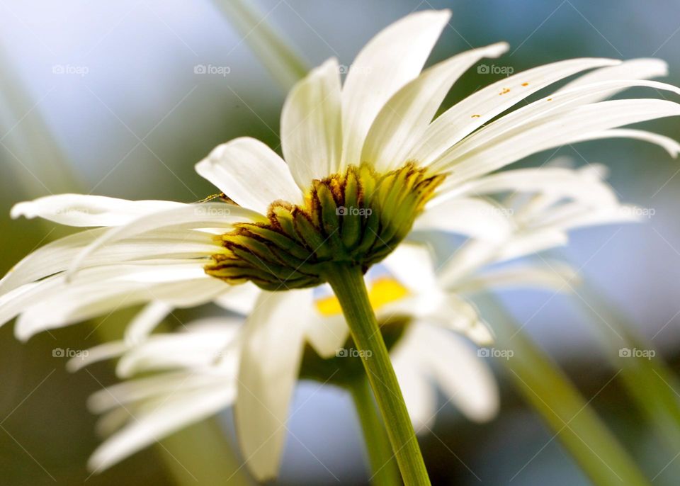 Daisy wild flower