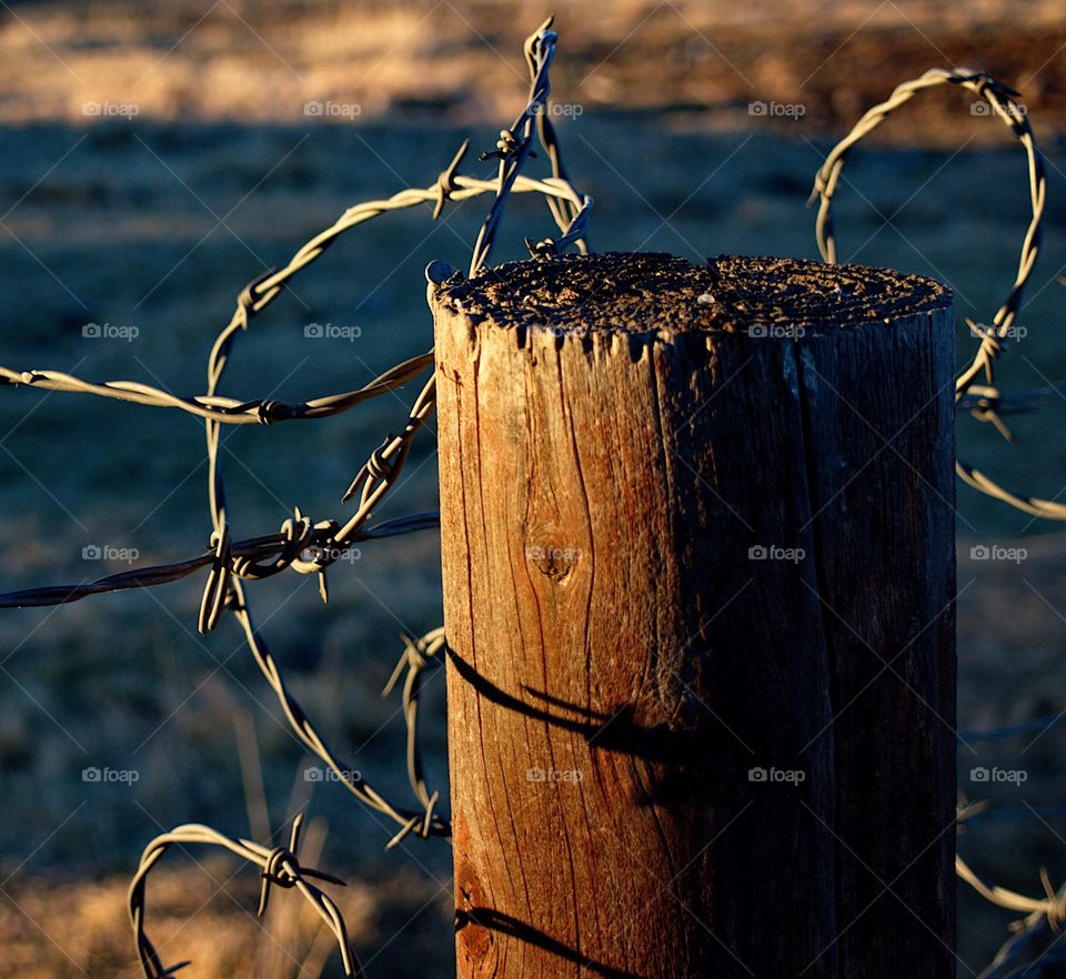 Barbed wire on a round wooden fence post glowing gold from the light of the setting sun on a rural farm in Central Oregon on a winter evening.