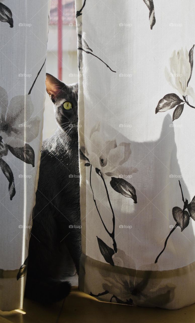 the cat lurks behind the curtain