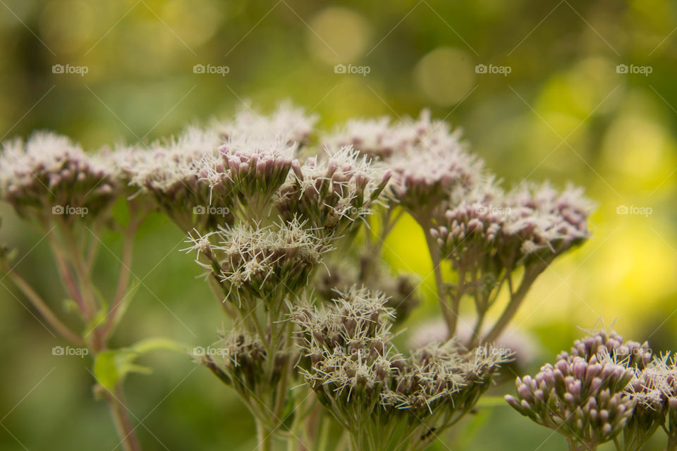 Nature, Flora, Flower, Leaf, Summer