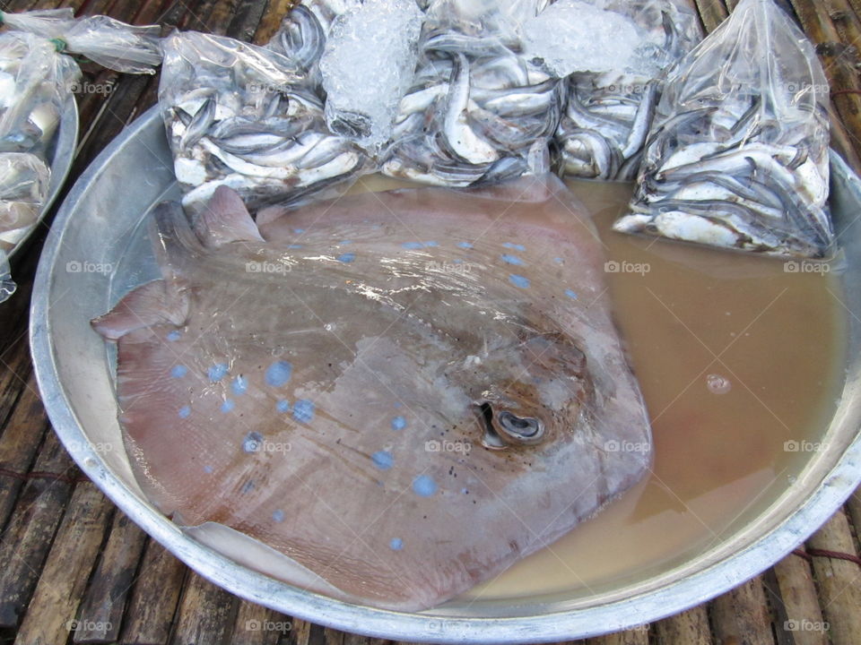 Food, Fish, Cold, Healthy, No Person