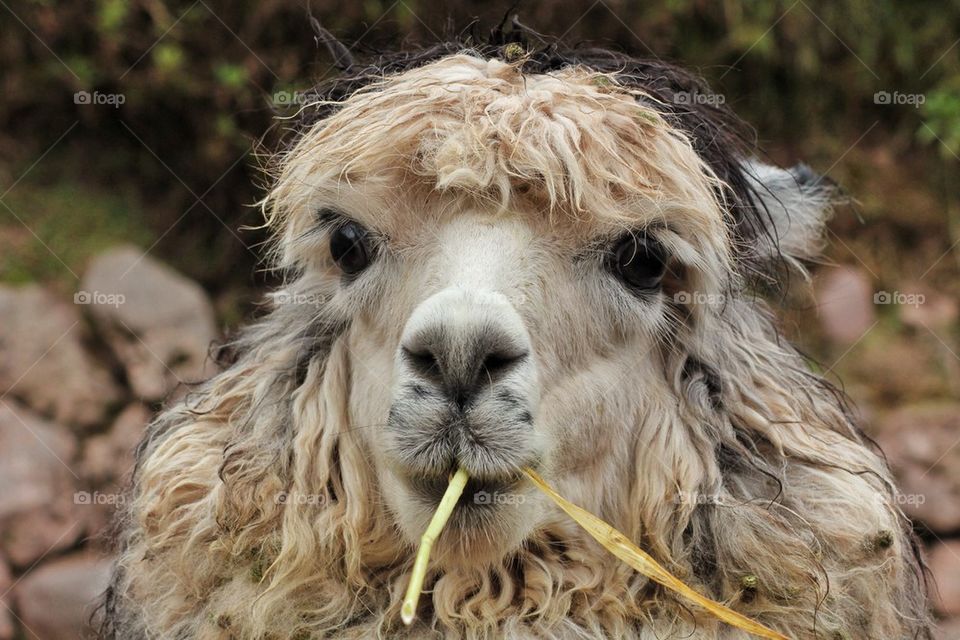 Eating lama