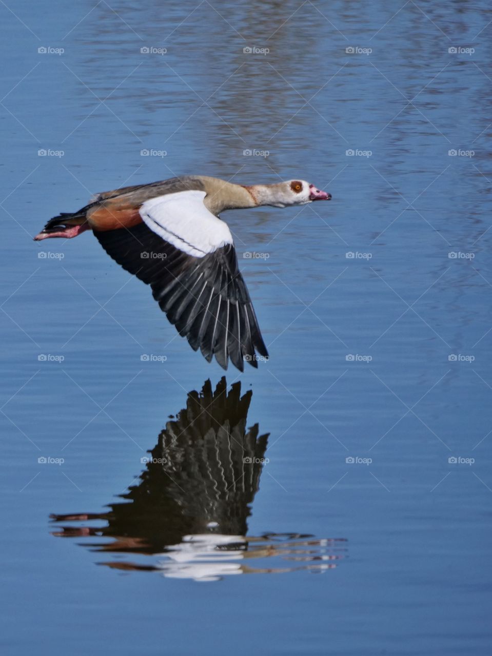 Egyptian goose in flight