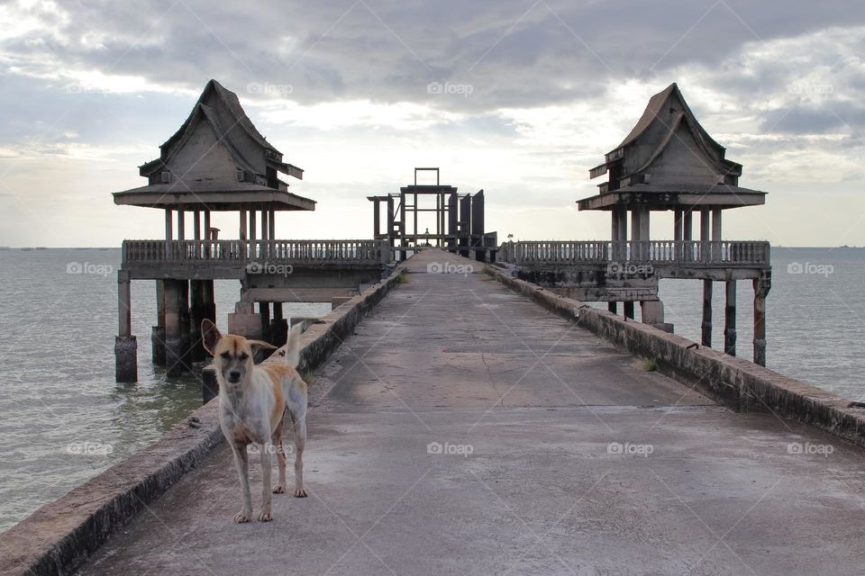a Thai Street Dog at a Pier by an abandoned Buddhist temple in Thailand Southeast Asia