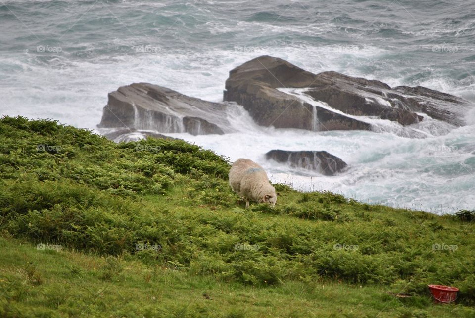 Ram near rocks