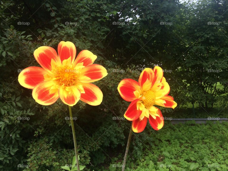 Flower in garden 