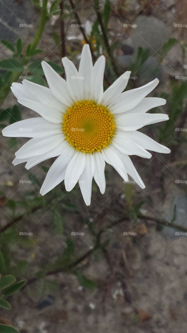 daisy white