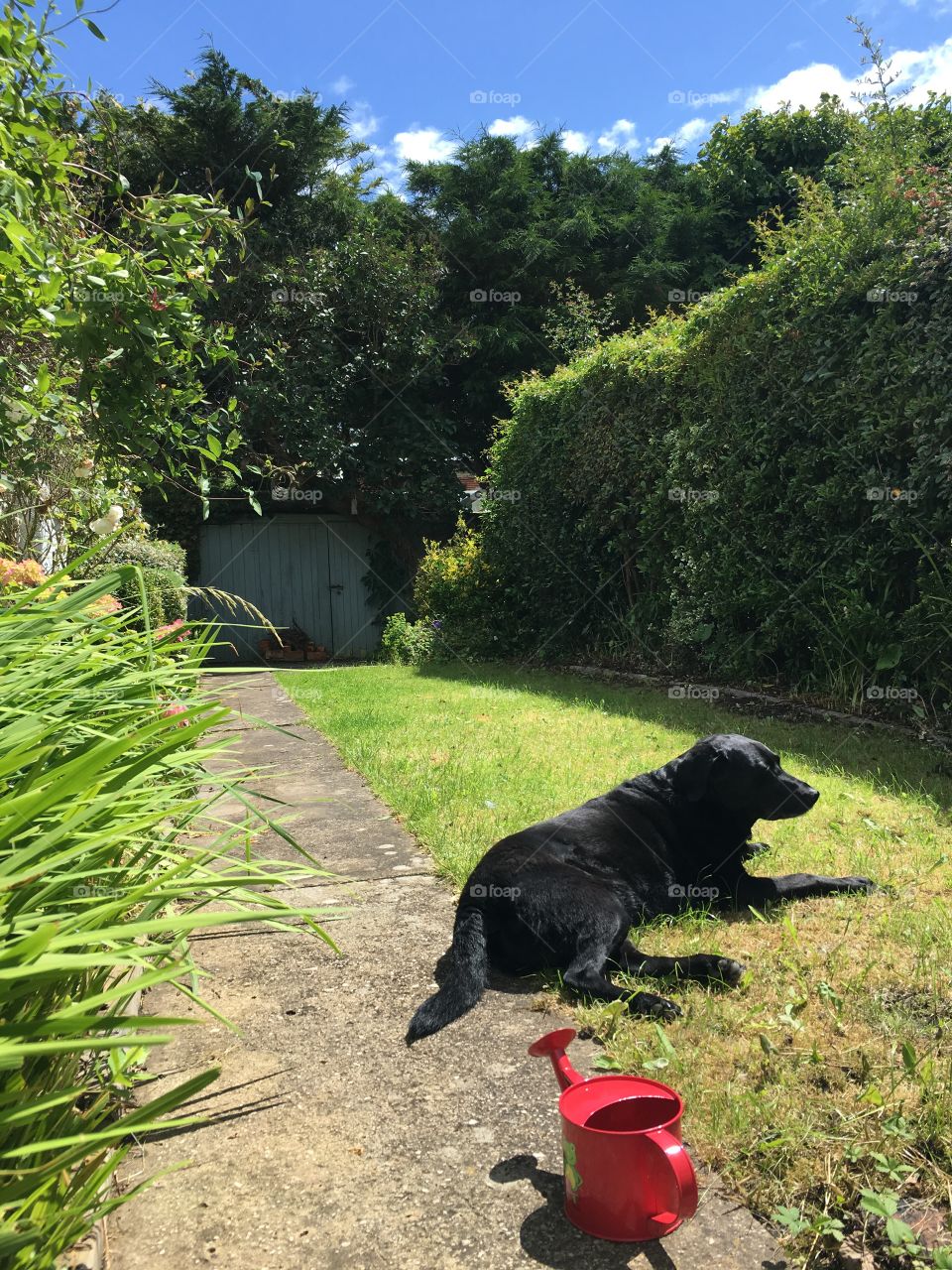 Black Labrador lying in garden