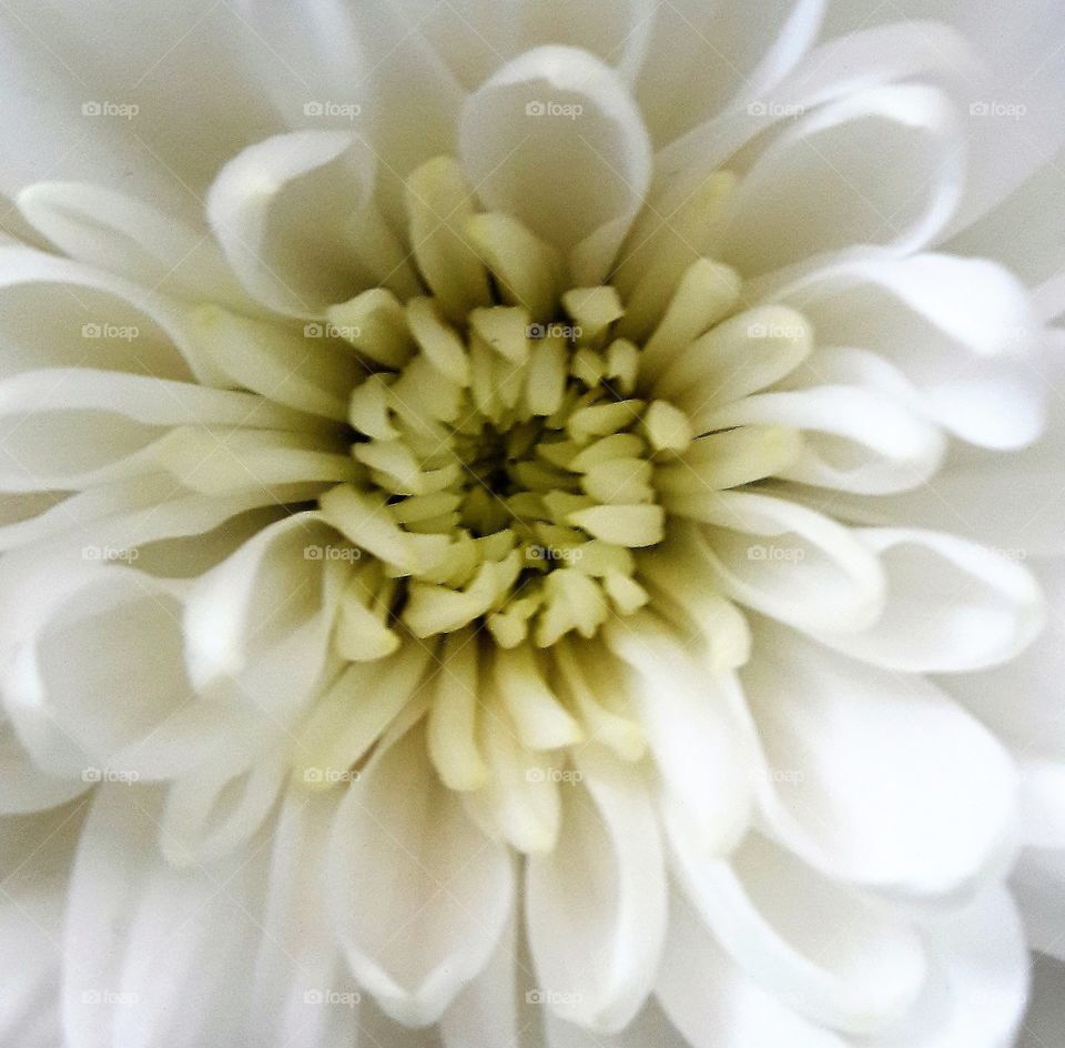 A White Chrysanthemum 