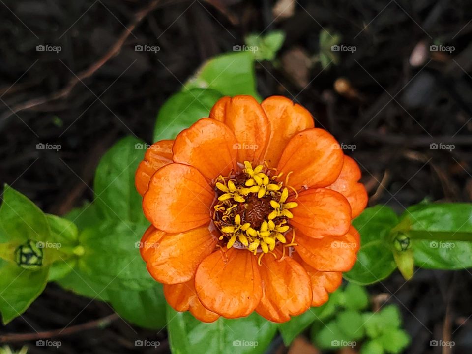 Pumpkin orange fall zinnia flower