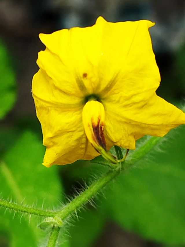 yelow flowers
