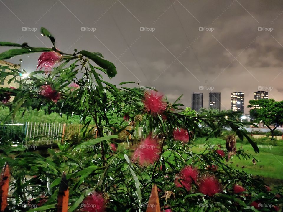 Fusion  of Nature
Cloudy sky ⛈️🌨️🌌
Flower plant🌺🌺
Green Park 🍀🌿
Multistorey Buildings