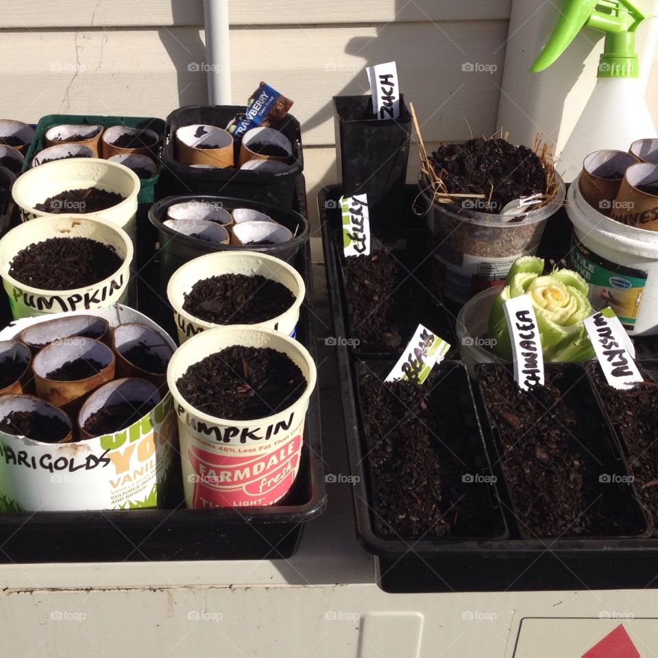 Cheap and easy ways to grow seedlings into food 