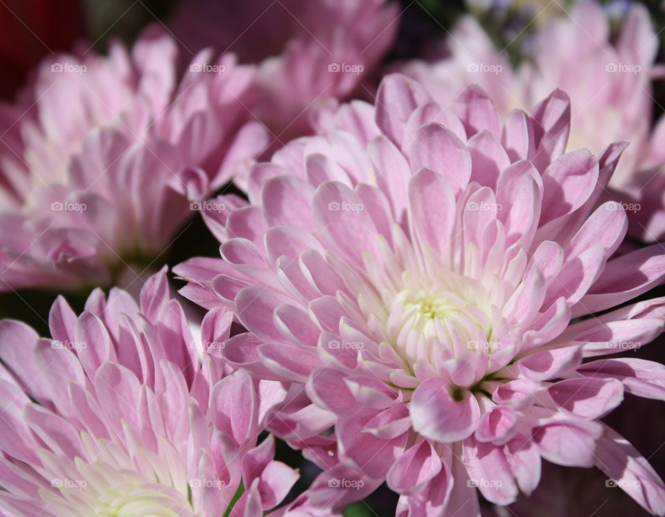 Lavender chrysanthemums 