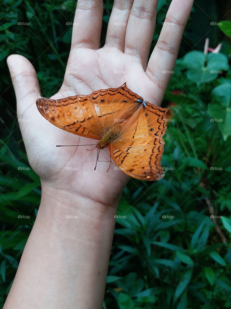 playing with butterfly