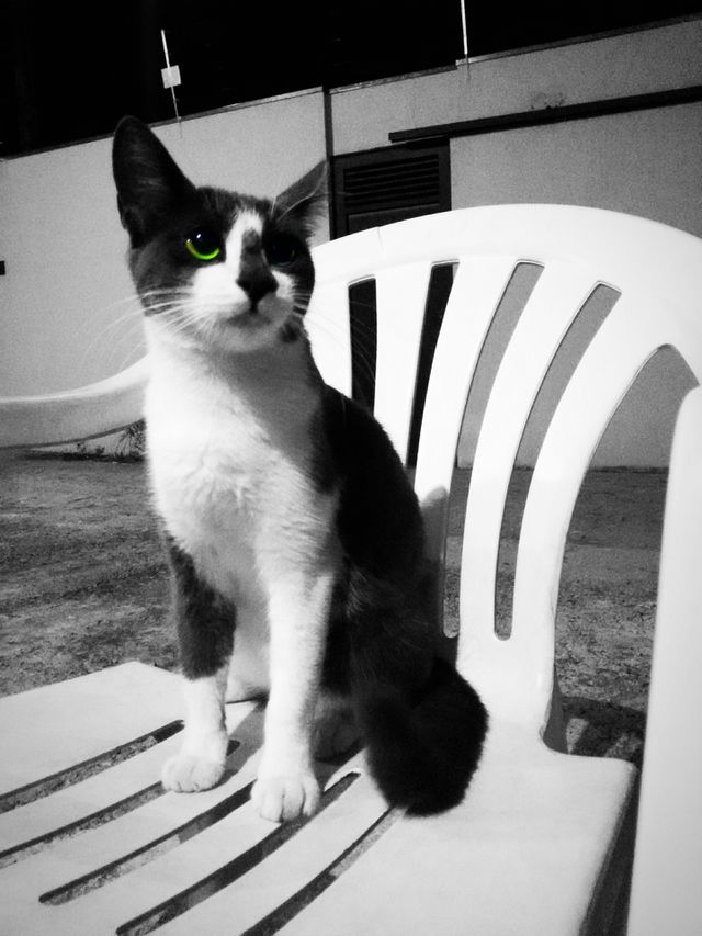 Street Cat