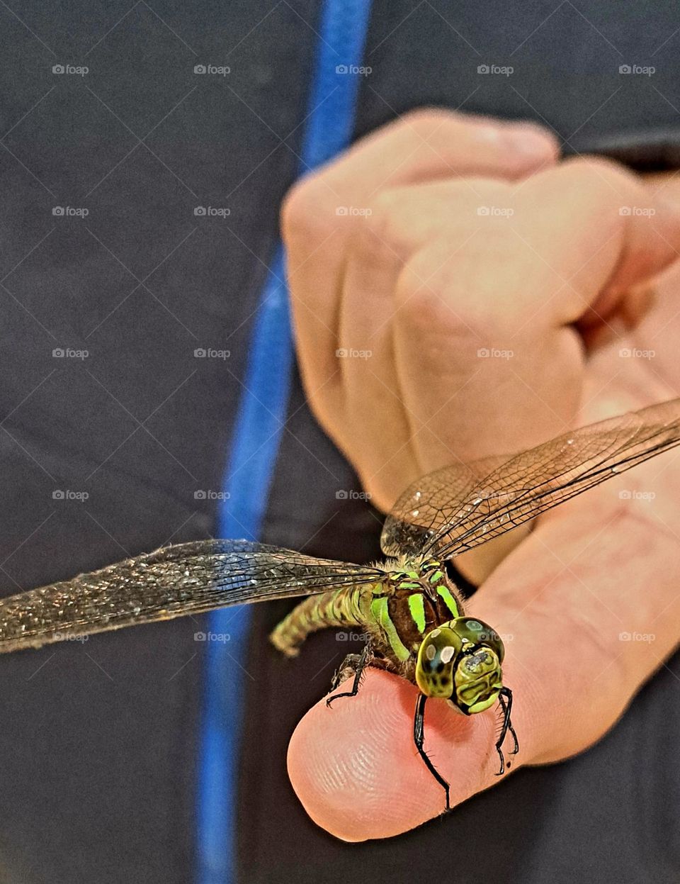 Dragonfly which was rescued inside a works building and set free back to its usual environment