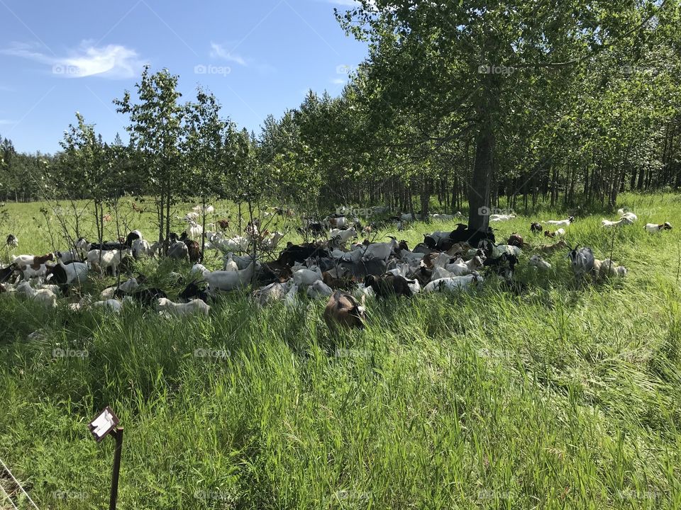 Goats eating weeds at Kerry Wood Nature Center in Red Deer.