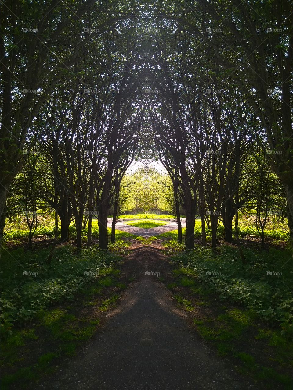 Symmetrical Woodland Shot