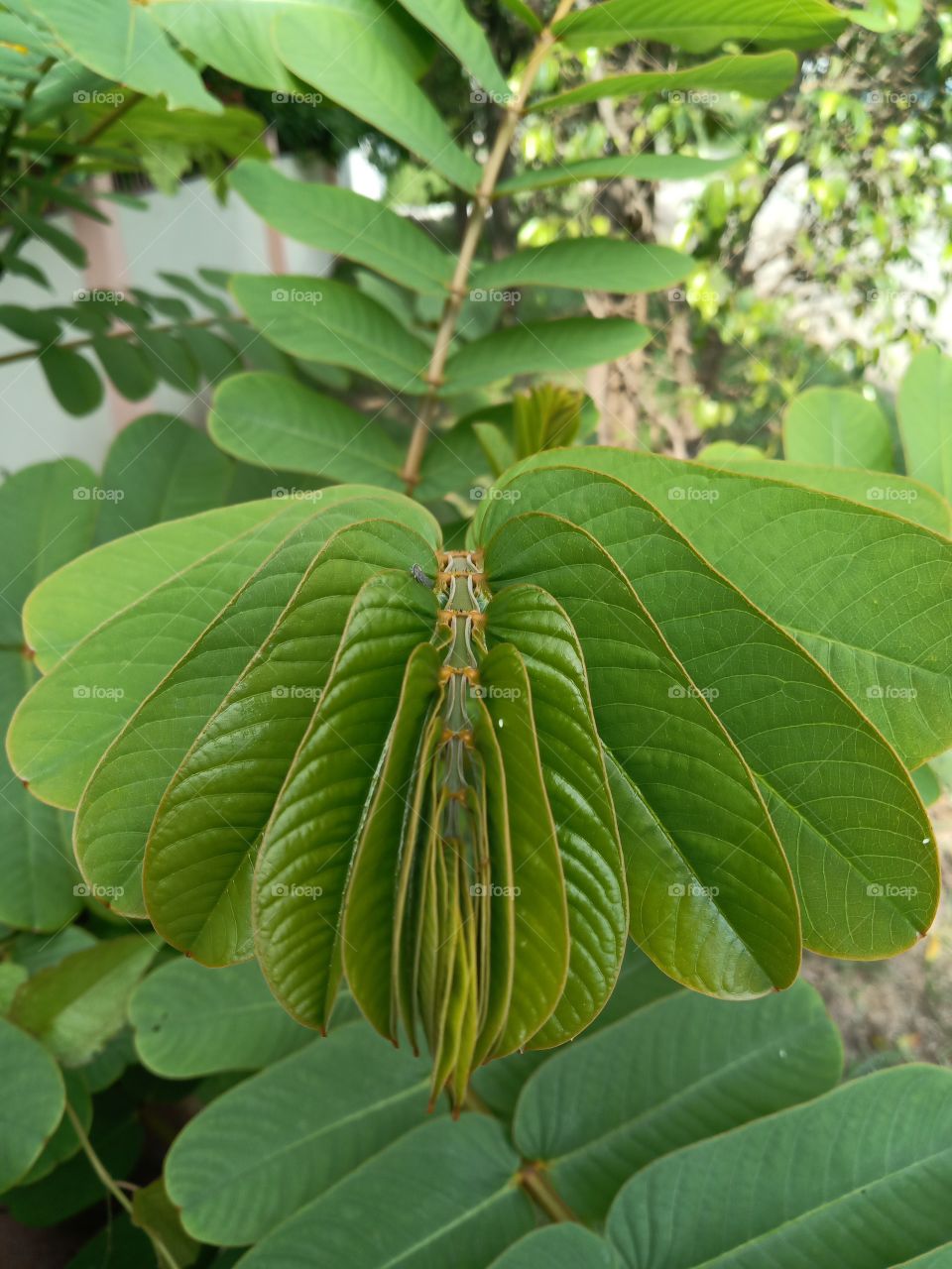 sleeping king of the forest