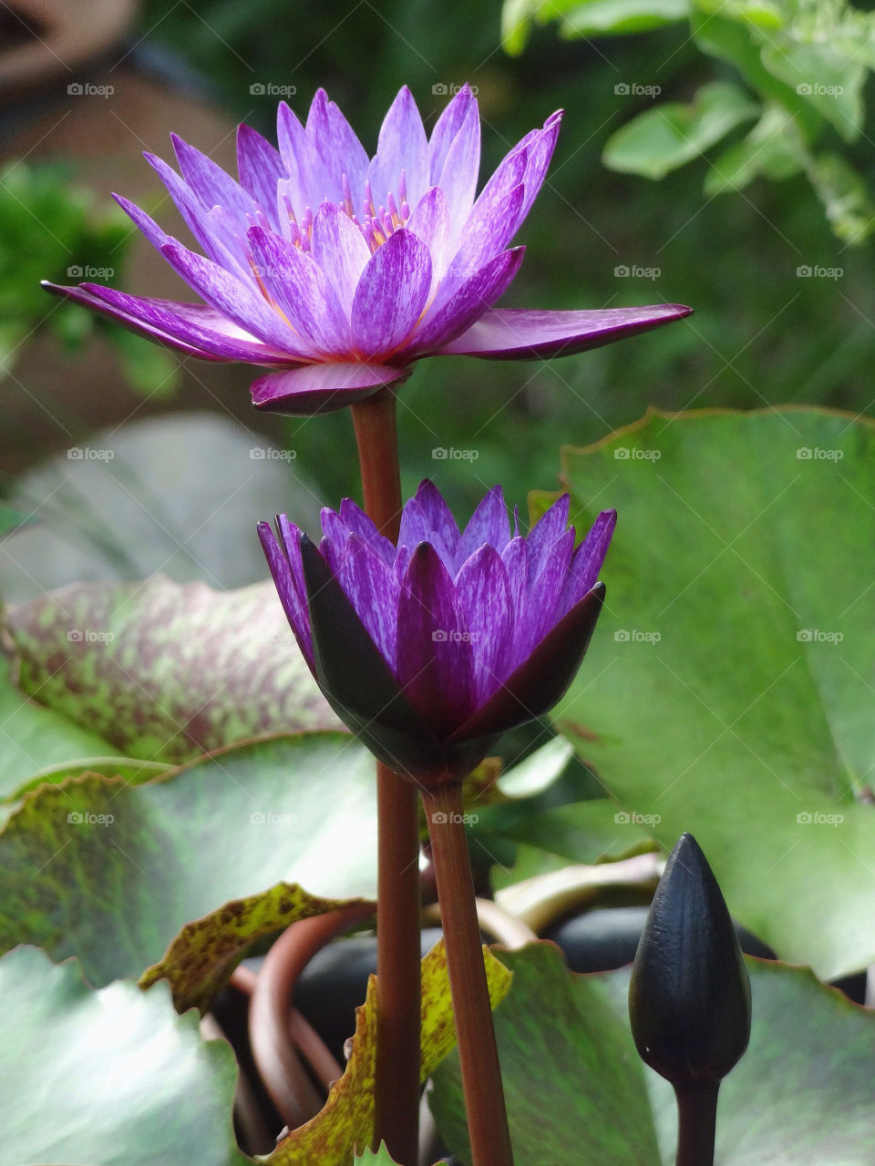 Close-up of lotus