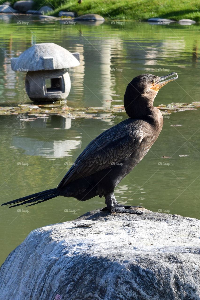 Bird in Garden japon Buenos Aires Argentina