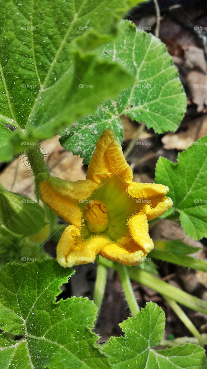 Squash Blossom. Baby squash