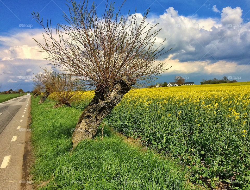 Field of oilseed rape