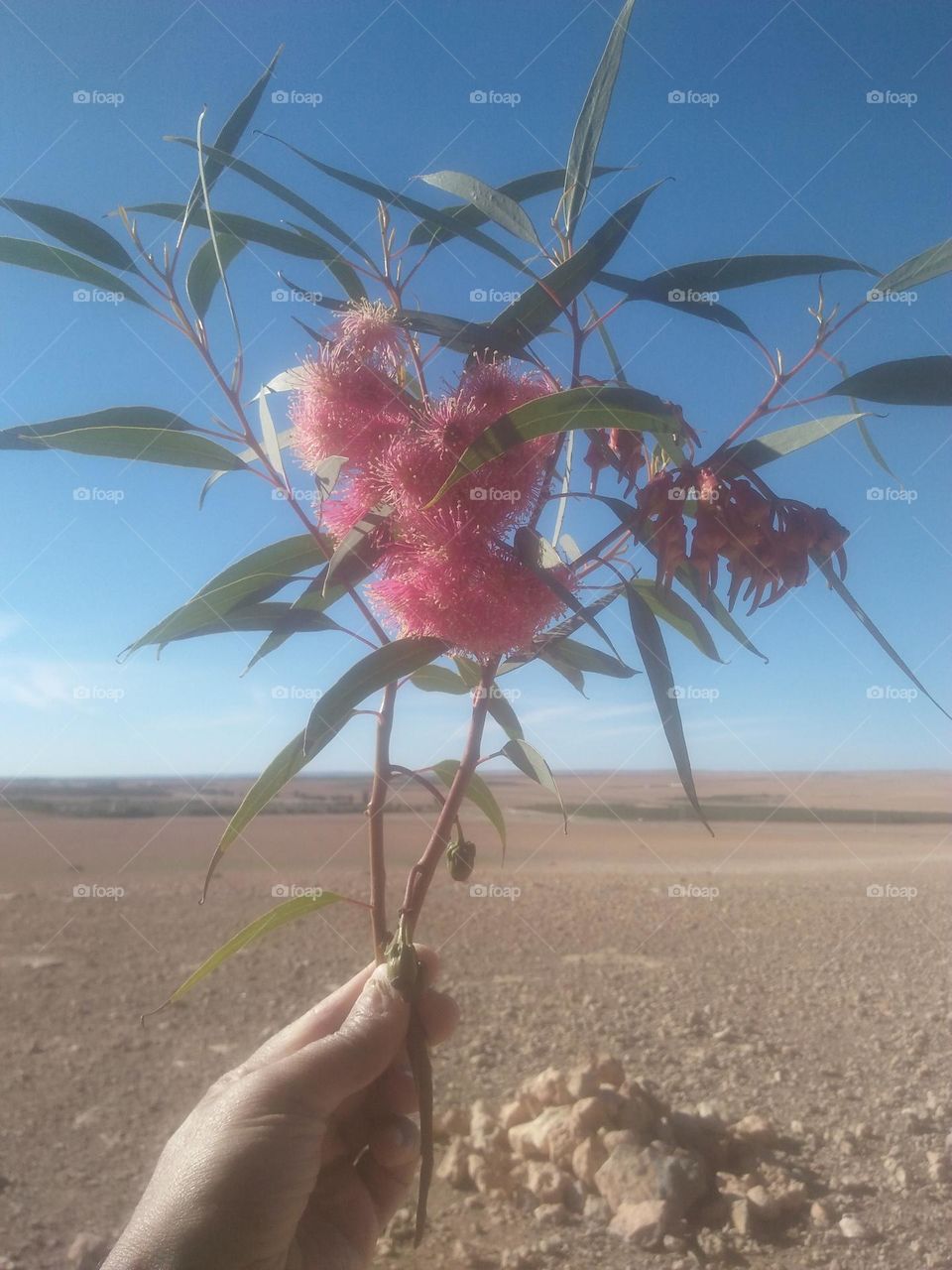 Beautiful flowers.